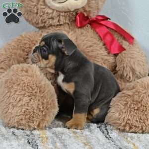 Mickey, English Bulldog Puppy
